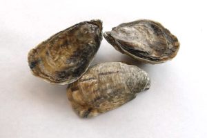 Shigoku oysters